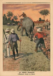Nel Congo Francese, elefante addestrato all